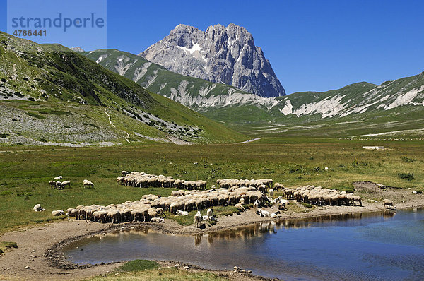 Schafherde spiegelt sich im Lago di Pietranzoni  Corno Grande  Campo Imperatore  Nationalpark Gran Sasso  Abruzzen  Italien  Europa