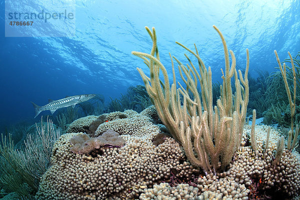 Unterwasserlandschaft  Riffdach mit Barrakuda (Sphyraena barracuda)  Große Schlitzporen-Strauchgorgonie (Plexaurella nutans) und verschiedenen Korallen  St. Lucia  Inseln unter dem Wind  Kleine Antillen  Karibik  Karibisches Meer