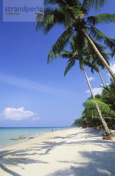 Kokospalmen am White Sand Beach  Hat Sai Kao  Insel Ko Chang  Trat  Thailand  Südostasien