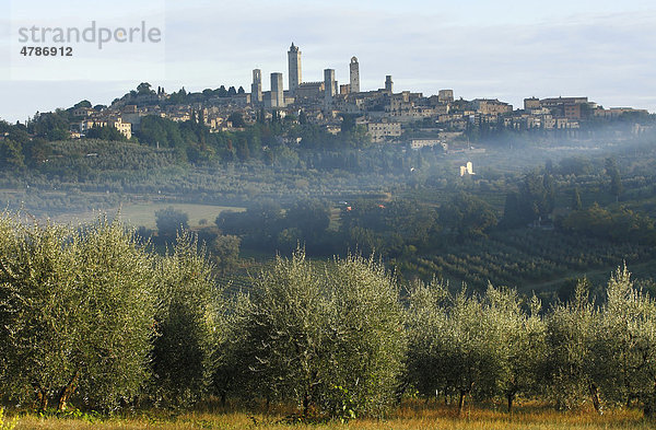 Blick über Olivenhaine auf die mittelalterlichen Stadt San Gimignano  Toskana  Italien  Europa
