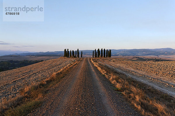 Schotterstraße führt zu einer Gruppe Zypressen  weite toskanische Landschaft  am späten Nachmittag  Orciatal  Toskana  Italien  Europa
