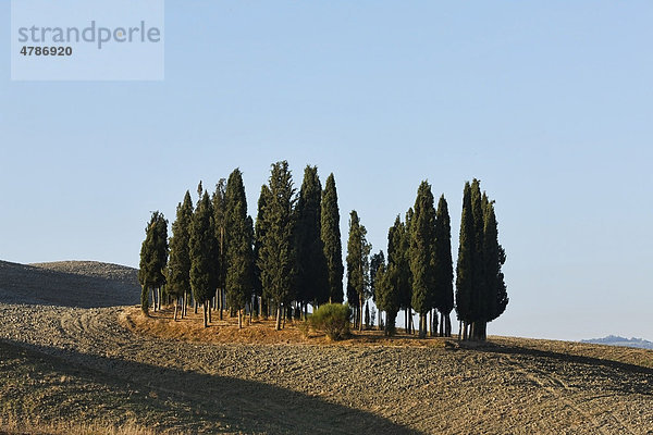 Zypressenhain in gepflügtem Acker  Val díOrcia Tal  UNESCO Weltkulturerbe  Toskana  Italien  Europa