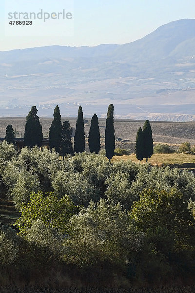 Malerische Landschaft im Val d'Orcia  Orciatal  Hügel  Zypressen und Olivenbäume  Toskana  Italien  Europa