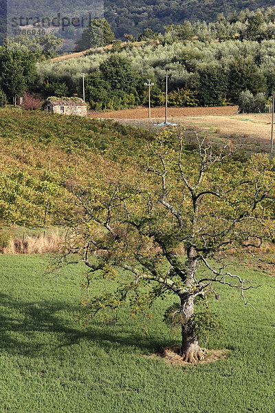 Einzelner Baum und Weinberg in ländlicher Toskana  Provinz Grosseto  Italien  Europa