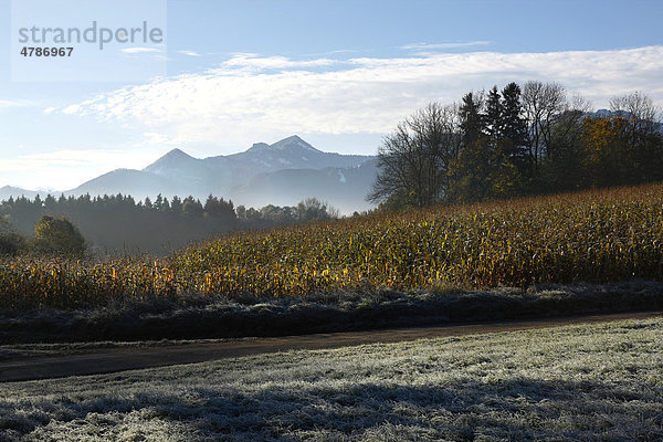 Reifbedeckte Landschaft  Chiemgau  Oberbayern  Bayern  Deutschland  Europa