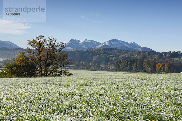 Reifbedeckte Landschaft  Chiemgau  Oberbayern  Bayern  Deutschland  Europa