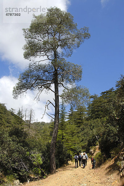 Wanderer  Wandergruppe  Wanderweg unter hoher Aleppo-Kiefer (Pinus halepensis)  Tripylos  Troodos-Gebirge  Südzypern  Republik Zypern  Mittelmeer  Europa