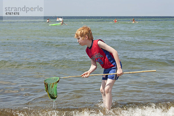 Junge versucht mit einem Kescher Fische zu fangen  bei Timmendorf auf der Insel Poel  Mecklenburg-Vorpommern  Norddeutschland  Deutschland  Europa