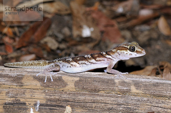 Madagaskar-Großkopfgecko (Paroedura picta)  Kirindy  Madagaskar  Afrika