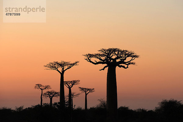 Morgenrot mit der Silhouette einer Gruppe Baobabs (Adansonia grandidieri)  Morondava  Madagaskar  Afrika