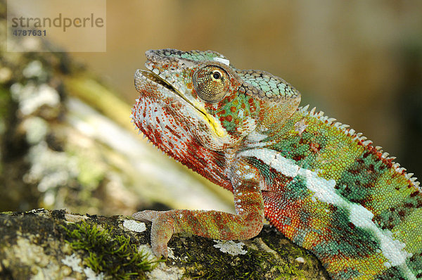 Männliches Pantherchamäleon (Furcifer pardalis)  Madagaskar  Afrika