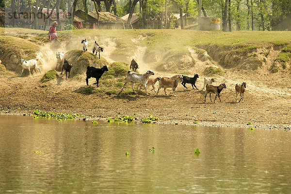 Ziegen springen Uferböschung herab und hinterlassen Staubfahne auf Weg zu Furt im Fluss  Chitwan Nationalpark  Nepal  Asien