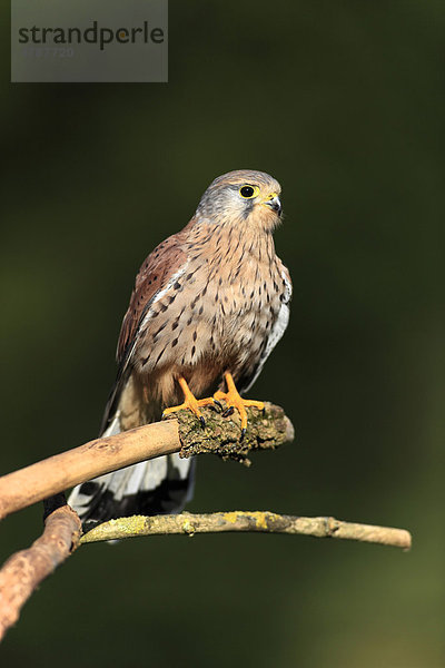 Turmfalke (Falco tinnunculus)  Altvogel  Männchen  Warte  Deutschland  Europa