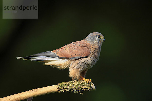 Turmfalke (Falco tinnunculus)  Altvogel  Männchen  Warte  Deutschland  Europa