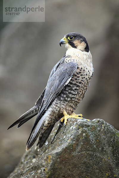 Wanderfalke (Falco peregrinus)  Altvogel  Männchen  Felsen  Deutschland  Europa
