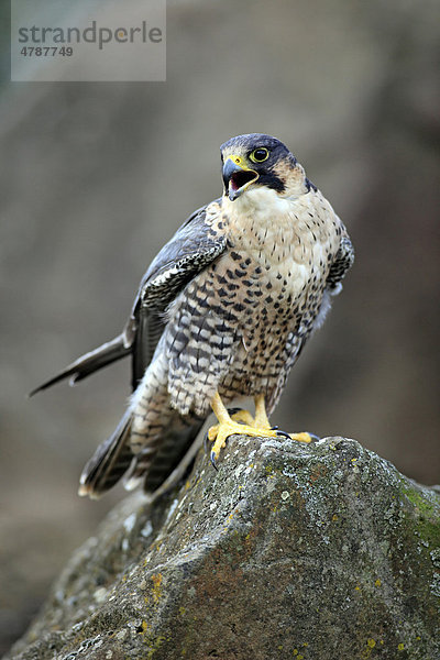 Wanderfalke (Falco peregrinus)  Altvogel  Männchen  rufend  Felsen  Deutschland  Europa