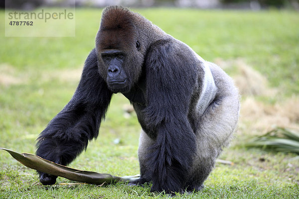Westlicher Flachlandgorilla (Gorilla gorilla gorilla)  Silberrücken  Alttier  Männchen  Afrika