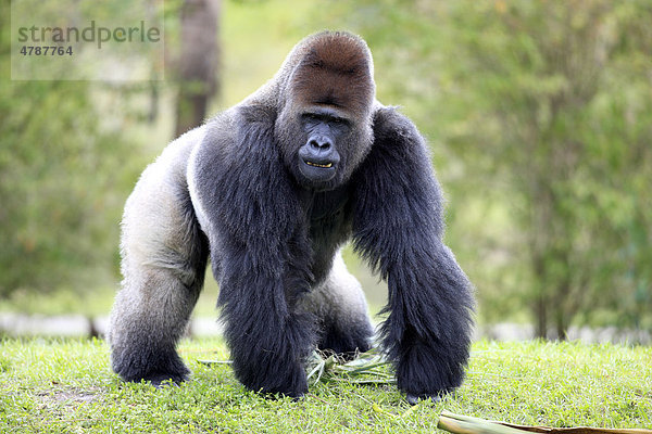Westlicher Flachlandgorilla (Gorilla gorilla)  adult  männlich  Silberrücken  Afrika