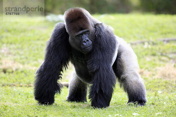 Westlicher Flachlandgorilla (Gorilla gorilla)  adult  männlich  Silberrücken  Afrika