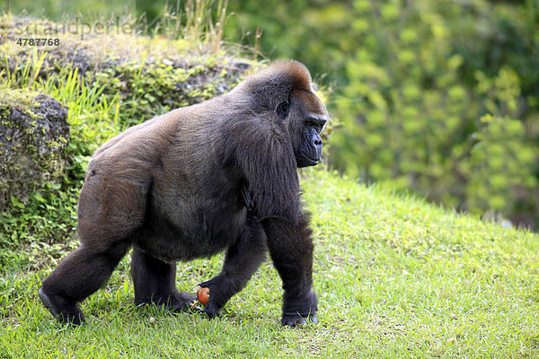 Westlicher Flachlandgorilla (Gorilla gorilla)  adult  weiblich  Afrika