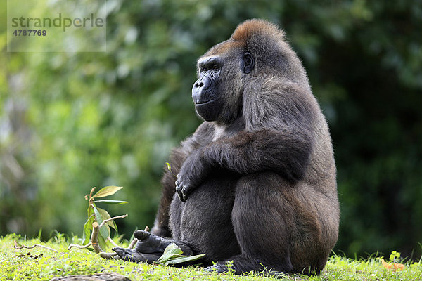 Westlicher Flachlandgorilla (Gorilla gorilla)  adult  weiblich  Afrika