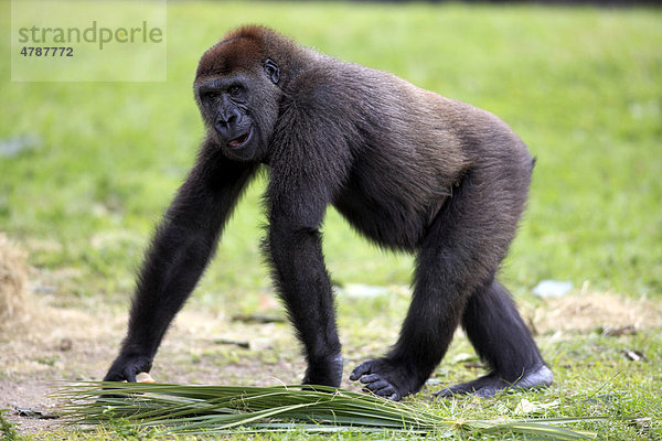 Westlicher Flachlandgorilla (Gorilla gorilla)  subadult  halberwachsen  Jungtier  Afrika