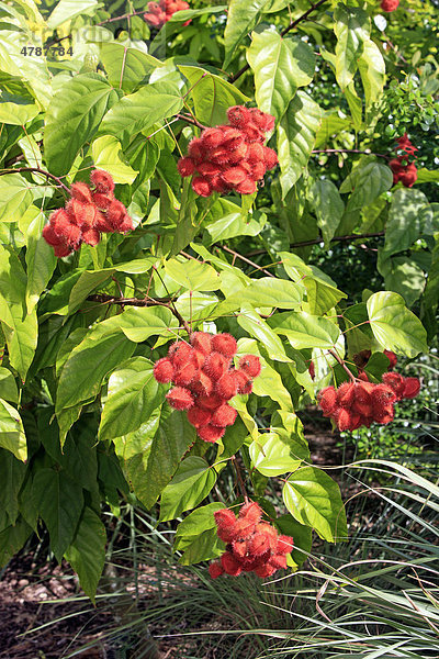 Annattostrauch  Urucum  Achiote  Orleansstrauch  Rukustrauch (Bixa orellana)  Früchte  reif  Baum  Südamerika