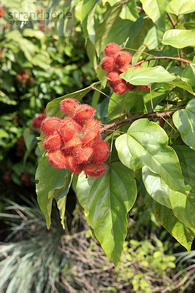 Annattostrauch  Urucum  Achiote  Orleansstrauch  Rukustrauch (Bixa orellana)  Früchte  reif  Baum  Südamerika