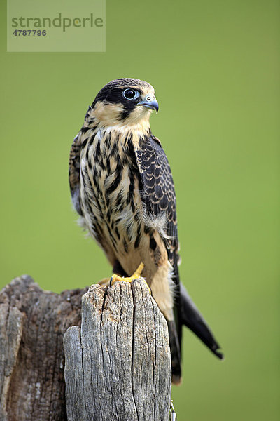 Baumfalke (Falco subbuteo)  adult  Warte  Deutschland  Europa