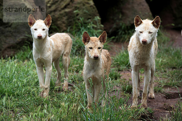 Dingo (Canis familiaris dingo)  adult  Gruppe  Australien