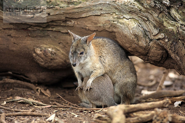 Parmakänguru (Macropus parma)  adult  mit Jungtier  Australien