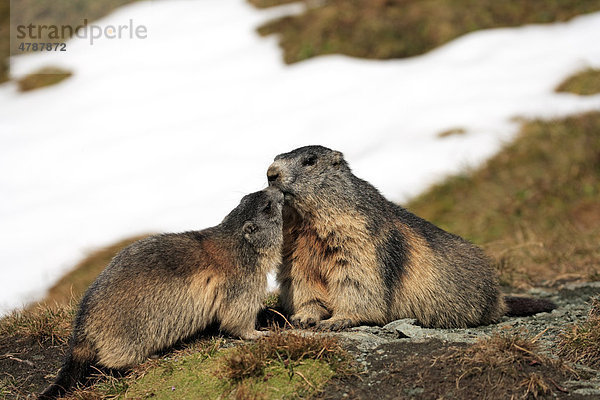 Alpenmurmeltier (Marmota marmota)  halberwachsene Jungtiere  Sozialverhalten  Großglockner-Massiv  Nationalpark Hohe Tauern  Österreich  Alpen  Europa