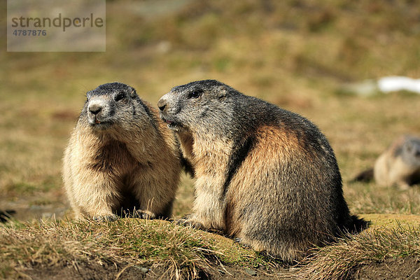 Alpenmurmeltier (Marmota marmota)  zwei Tiere  adult  Großglockner-Massiv  Nationalpark Hohe Tauern  Österreich  Alpen  Europa
