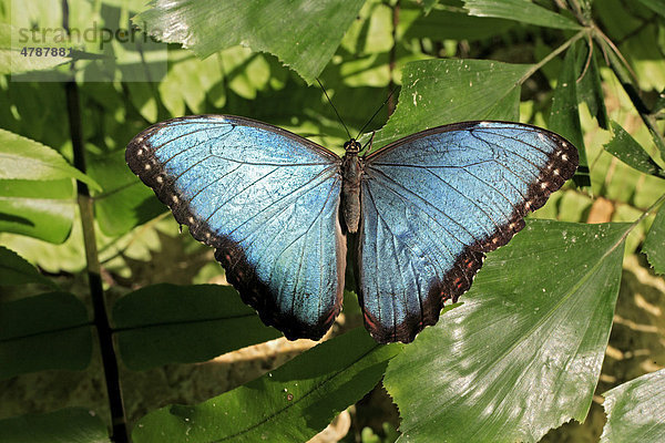 Blauer Morpho (Morpho anaxibia)  Imago  Südamerika