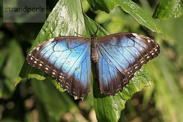 Blauer Morpho (Morpho anaxibia)  Imago  Südamerika