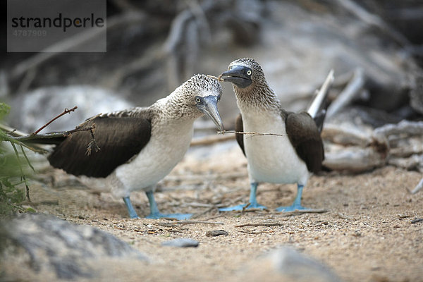 Blaufußtölpel (Sula nebouxii)  adult  Paar  Nest  Galapagos-Inseln  Pazifischer Ozean