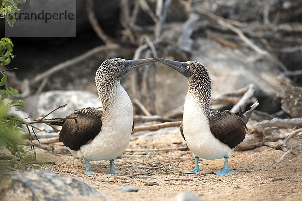 Blaufußtölpel (Sula nebouxii)  adult  Paar  Nest  Galapagos-Inseln  Pazifischer Ozean