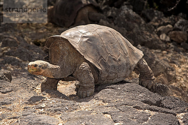 Galapagos-Riesenschildkröte (Geochelone nigra)  Alttier  Galapagos-Inseln  Pazifischer Ozean
