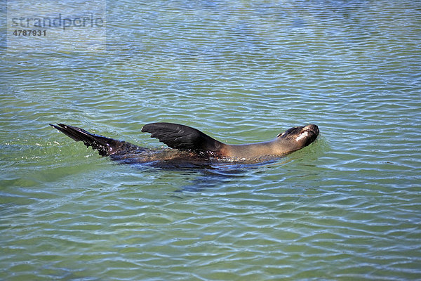 Galapagos-Seelöwe (Zalophus californianus wollebaeki)  Alttier  Weibchen  im Wasser schwimmend  Galapagos-Inseln  Pazifischer Ozean