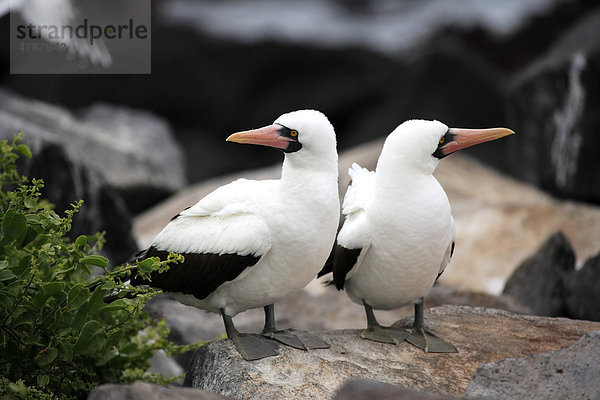 Maskentölpel (Sula granti)  Pärchen  Altvögel  auf Felsen  Galapagos-Inseln  Pazifischer Ozean