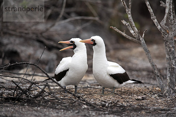 Maskentölpel (Sula granti)  Altvogel-Pärchen am Nest  rufend  Galapagos-Inseln  Pazifischer Ozean