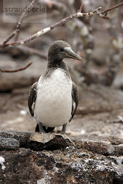 Maskentölpel (Sula granti)  Jungvogel  Galapagos-Inseln  Pazifischer Ozean