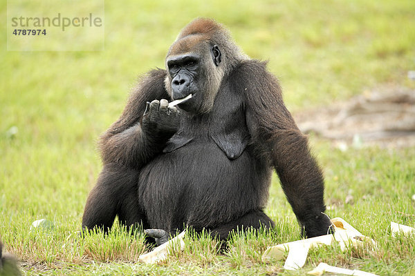 Westlicher Flachlandgorilla (Gorilla gorilla gorilla)  adult  fressend  Nahrungsaufnahme  Afrika