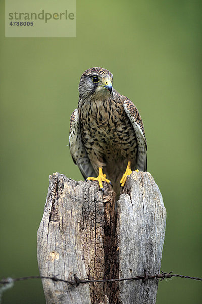 Turmfalke (Falco tinnunculus)  adult  weiblich  Warte  Deutschland  Europa