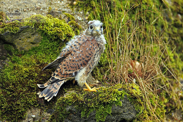 Turmfalke (Falco tinnunculus)  Jungvogel  Deutschland  Europa