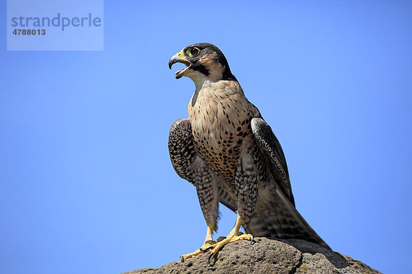 Wanderfalke (Falco peregrinus)  adult  männlich  Felsen  rufend  Deutschland  Europa
