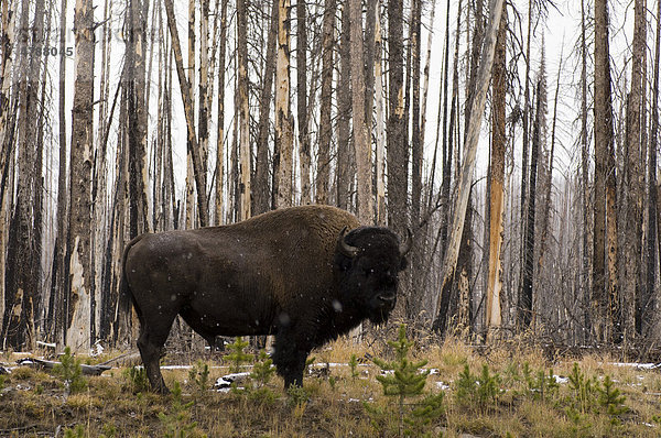 Amerikanischer Büffel (Bison bison)  Yellowstone-Nationalpark  Wyoming  USA  Amerika