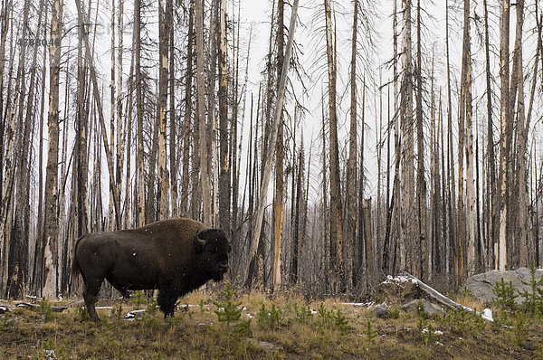 Amerikanischer Büffel (Bison bison)  Yellowstone-Nationalpark  Wyoming  USA  Amerika