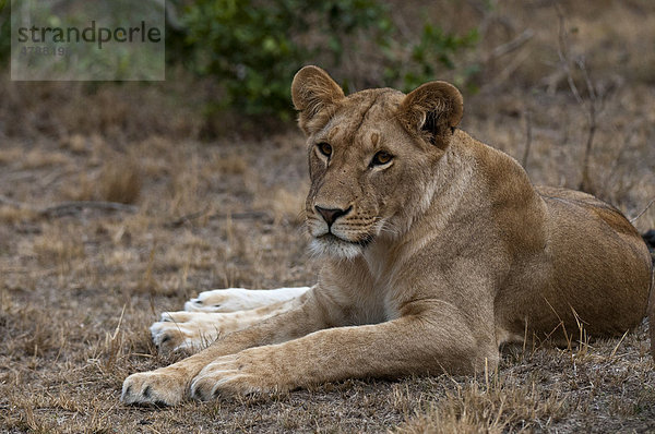 Löwe (Panthera leo)  Masai Mara  Kenia  Afrika