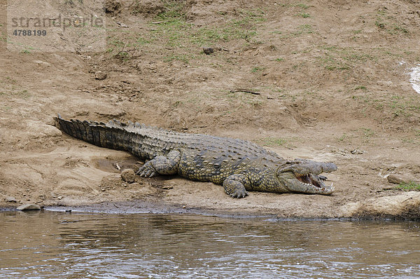 Nilkrokodil (Crocodylus niloticus)  Masai Mara  Kenia  Afrika